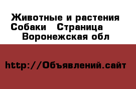 Животные и растения Собаки - Страница 10 . Воронежская обл.